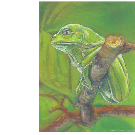 illustration frosch pastell auf papier